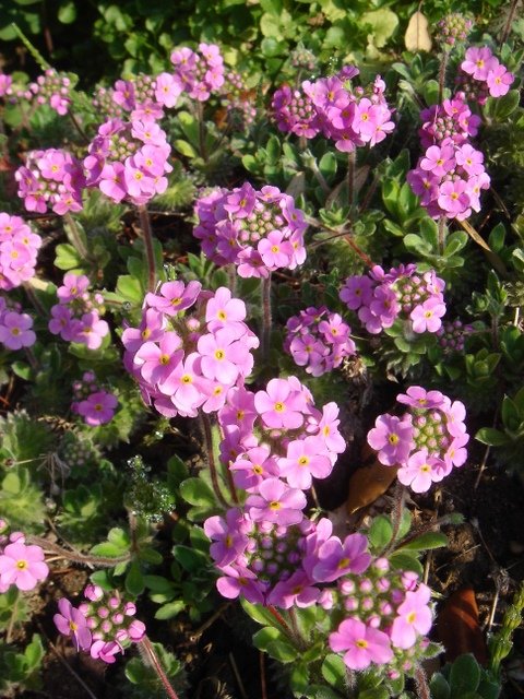Androsace sarmentosa